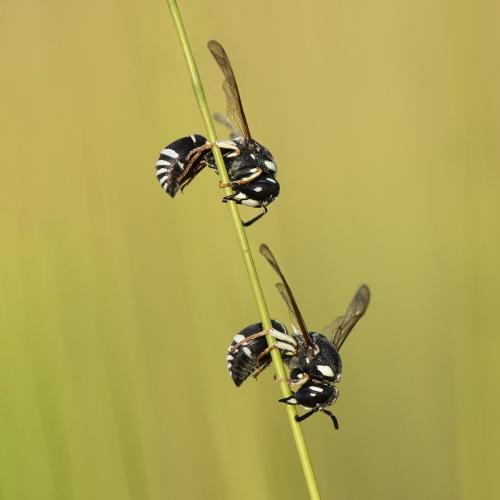 Réf. 275 111 : Cephalochilus labiatus hispanicus